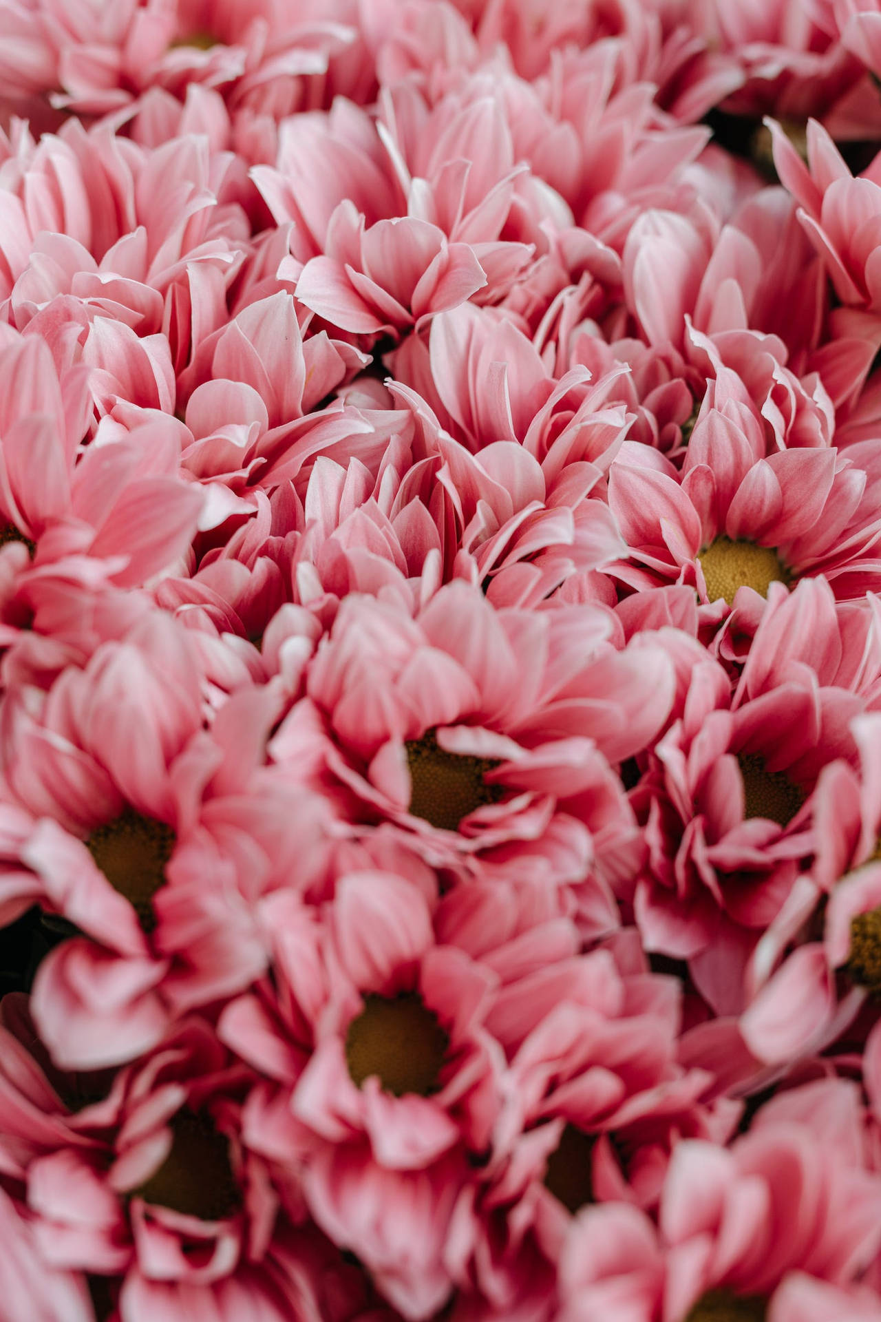 Hd Spring Pink Flowers Wallpaper