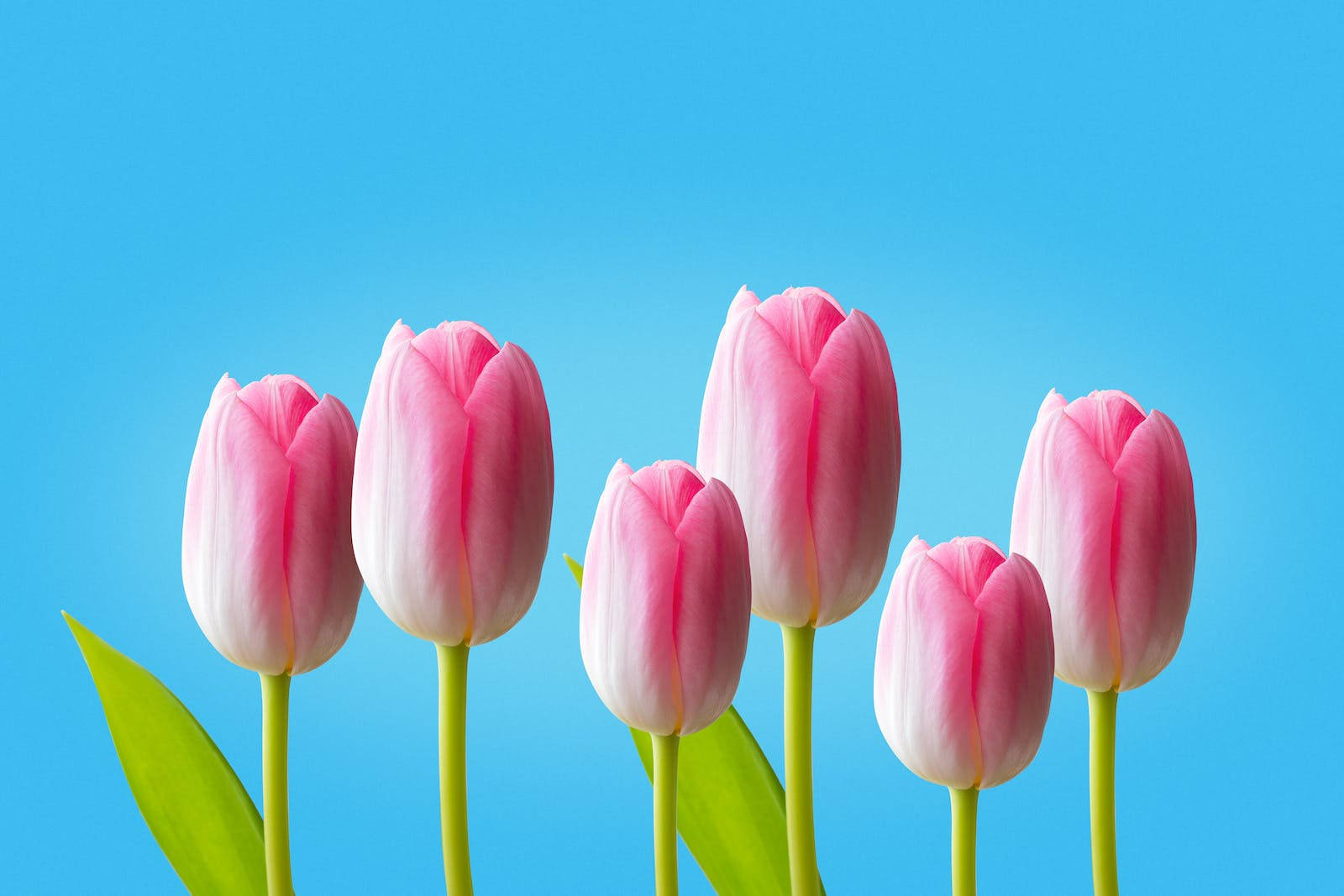 Hd Spring Pink Tulips Wallpaper