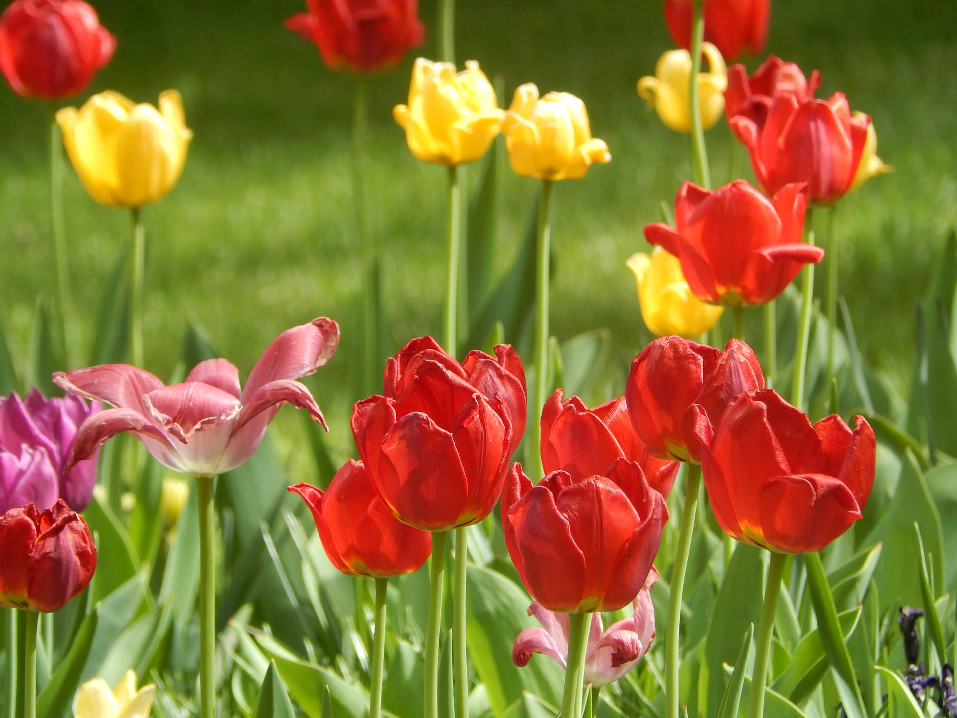 Hd Spring Red And Yellow Tulips Wallpaper