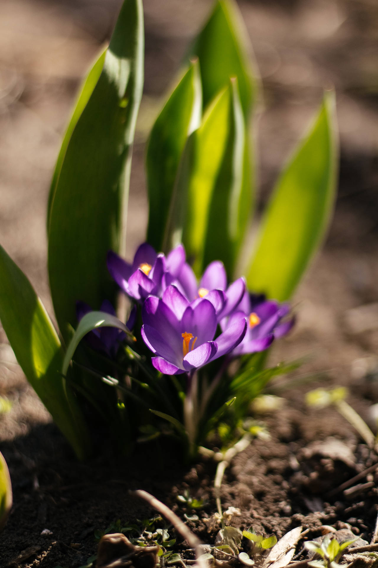 Hd Spring Violet Crocus Flower Wallpaper