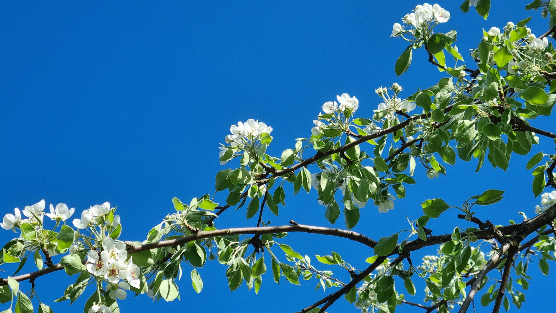 Hdfrühling Mit Weiß Blühendem Baum Wallpaper
