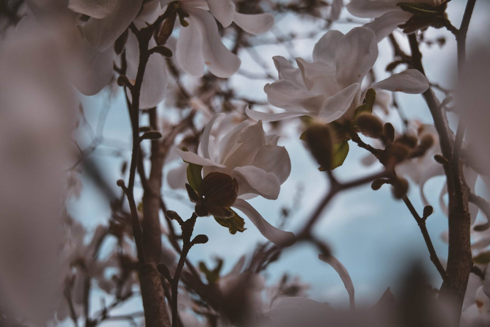 Hd Spring White Magnolia Wallpaper