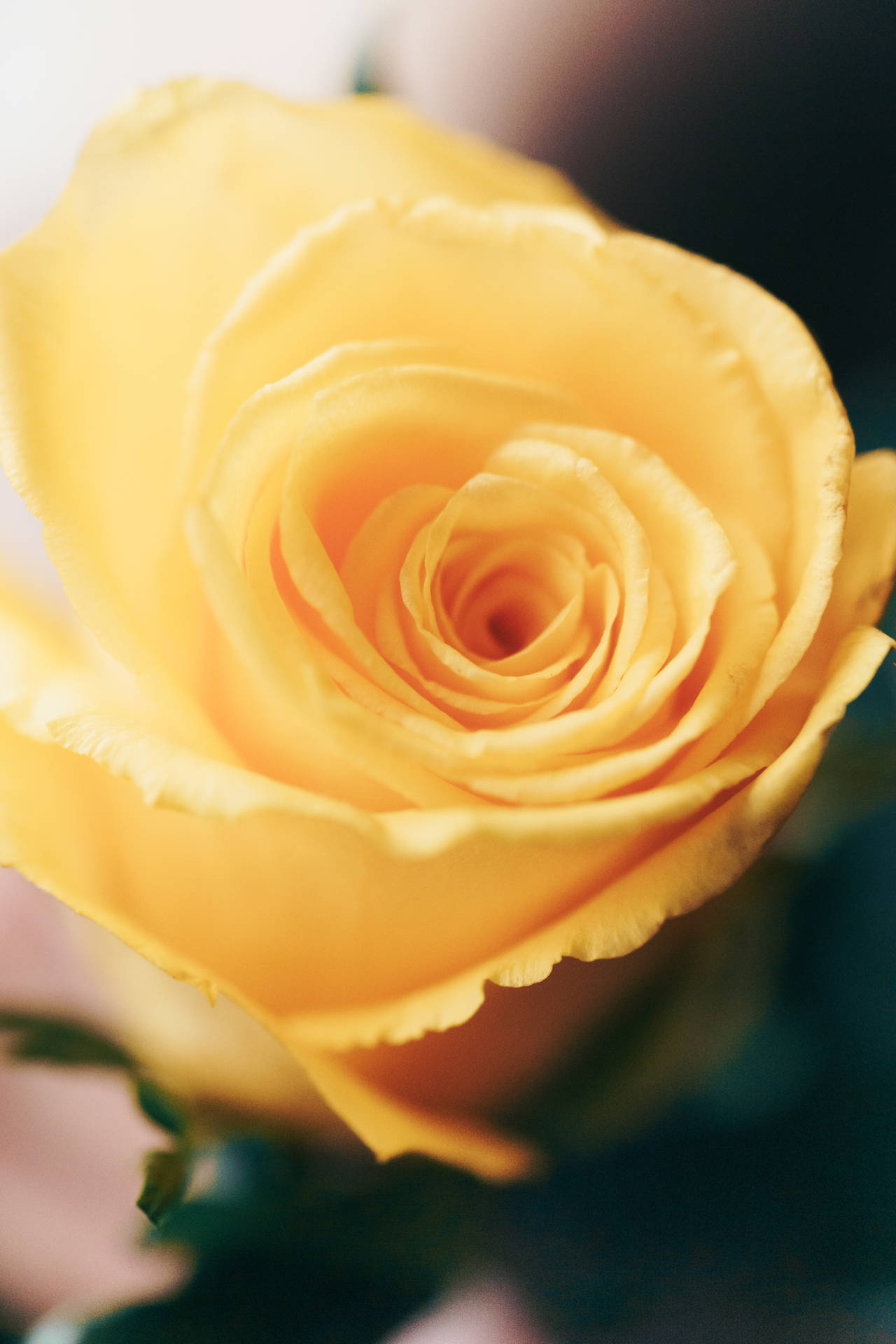 HD forår gul rose blomst tapet Wallpaper