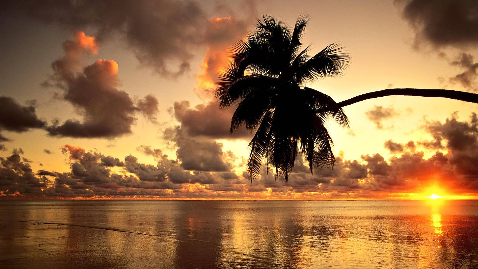 HD wallpaper of sunset at beach with silhouette of coconut tree. 