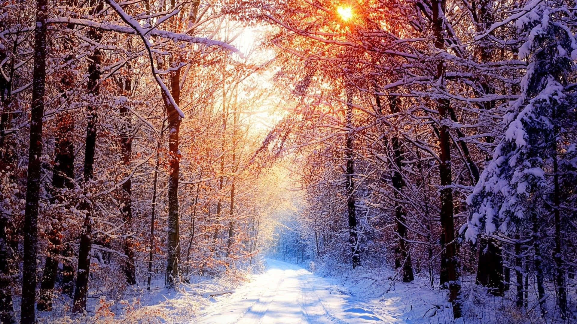 Hd Winter Background Sunlight Frosty Forest Background