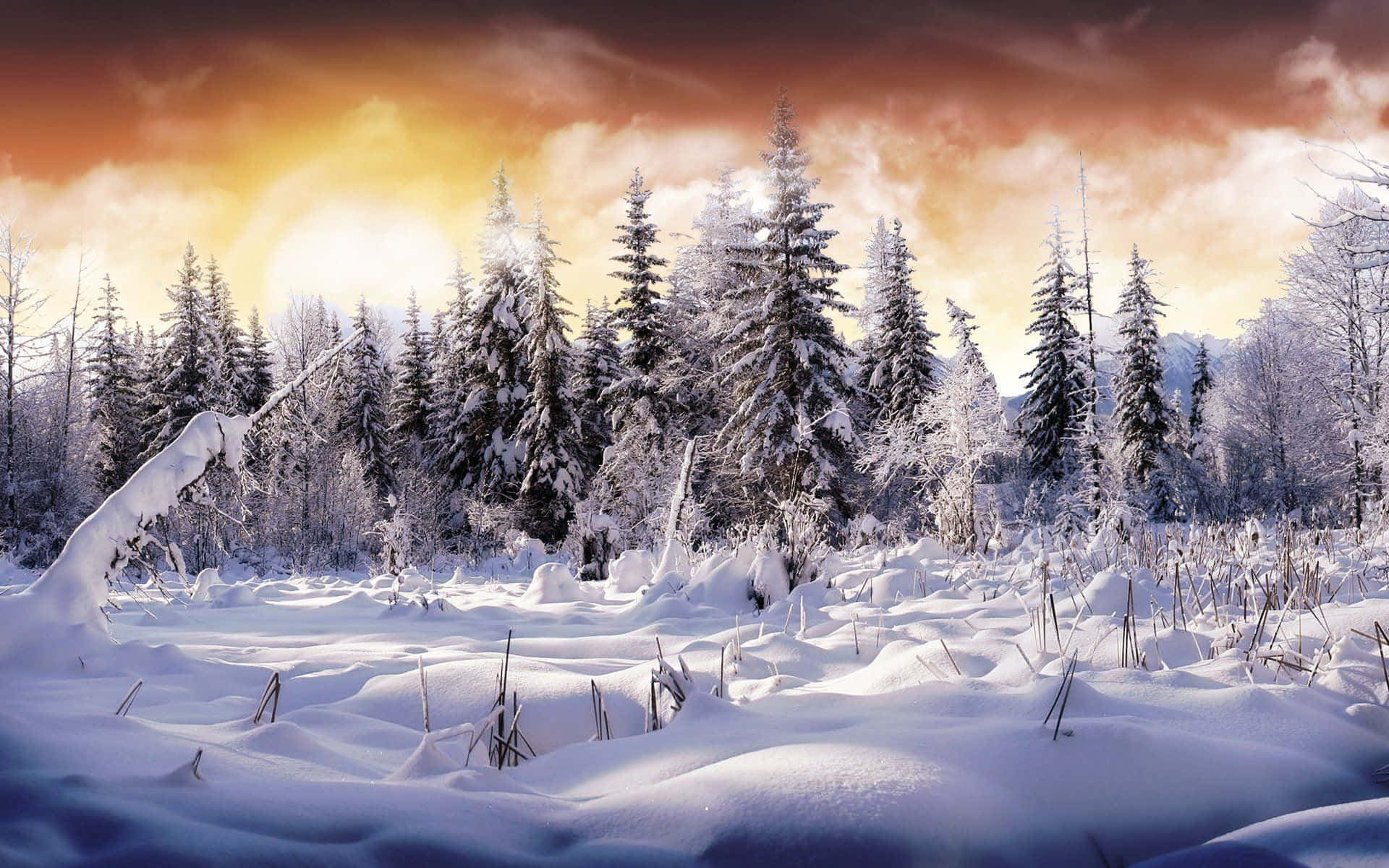 Hd Winter Background Snowy Landscape Illustration Background