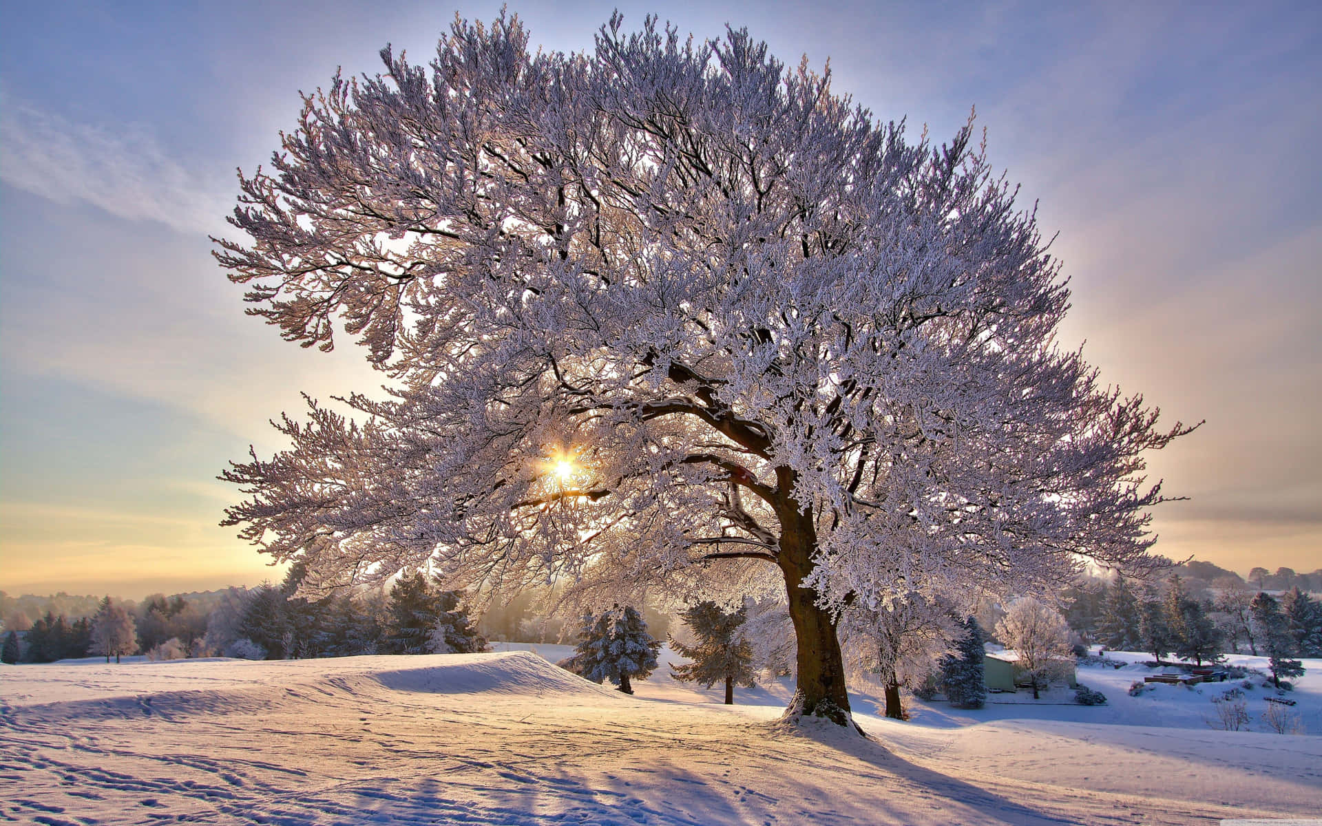 Hd Winter Background White Frost Tree Background