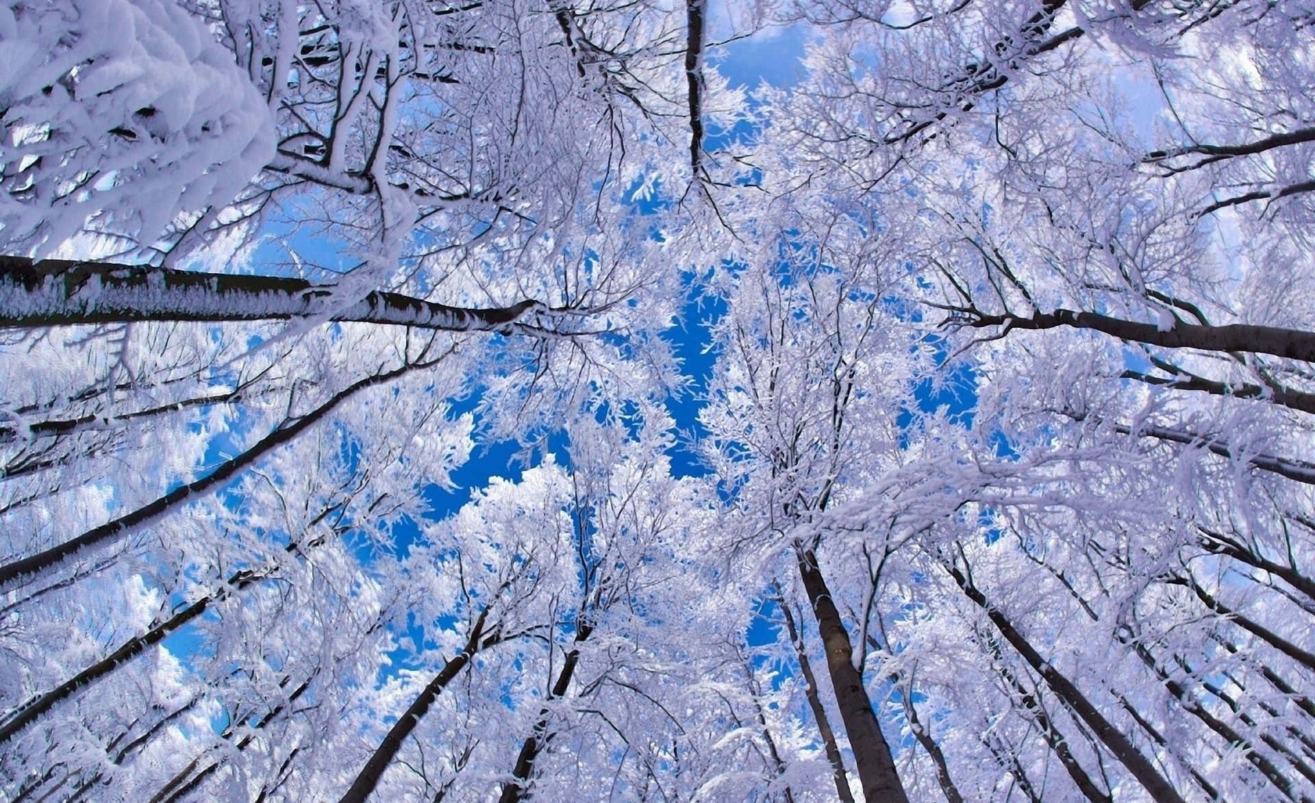 Hd Winter Background White Trees Low Angle Shot Background