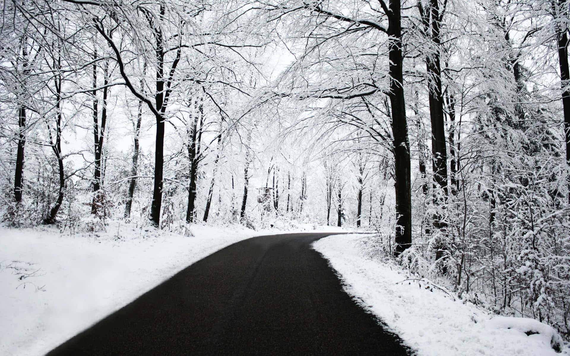 Hd Winter Background White Forest Road Background