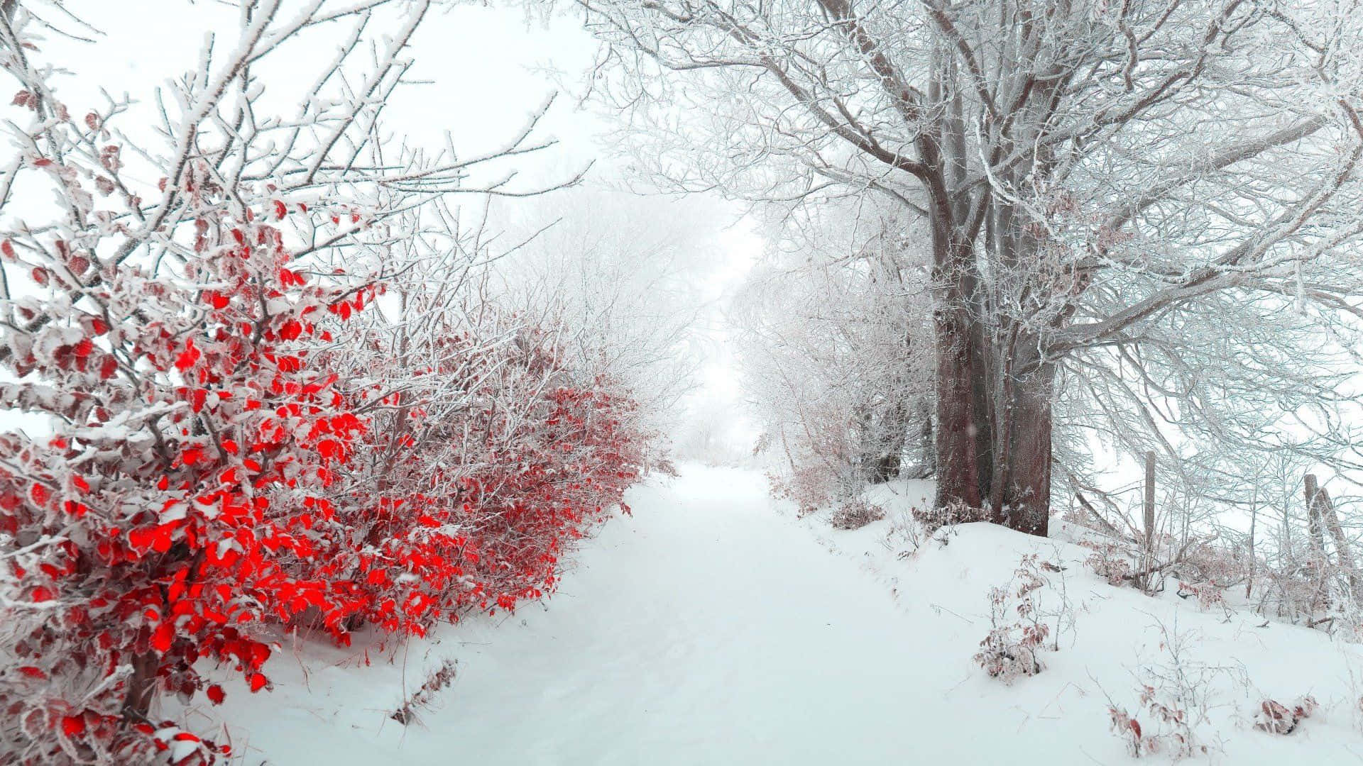 Hd Winter Background Red Flowers And Frosty Trees Background