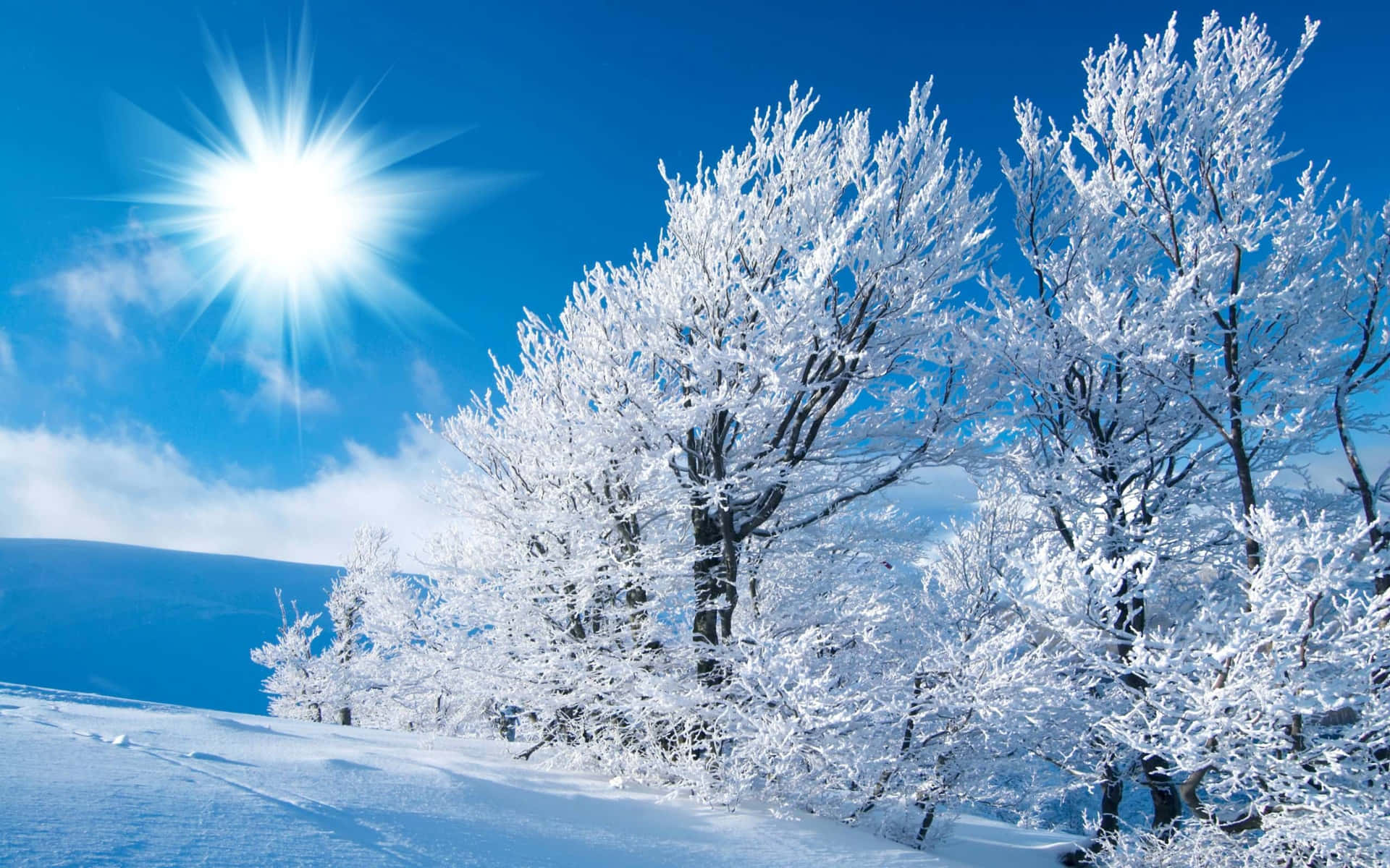 Hd Winter Background Blue Sky With White Trees Background
