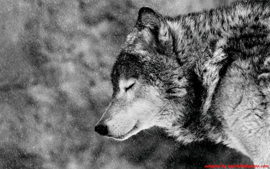 Hd Wolf Eyes Closed Wallpaper