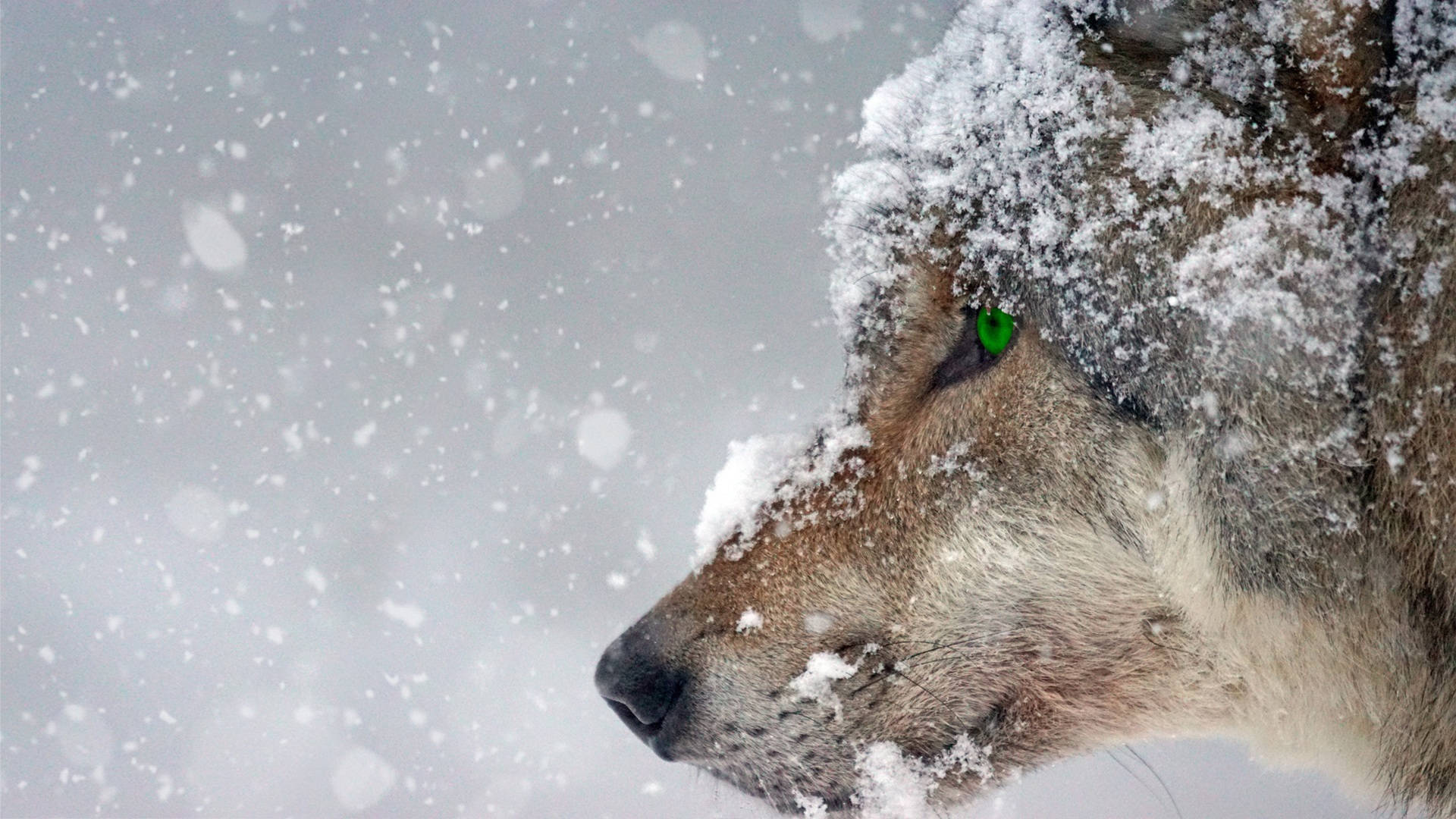 Hd Wolf In Snow Wallpaper