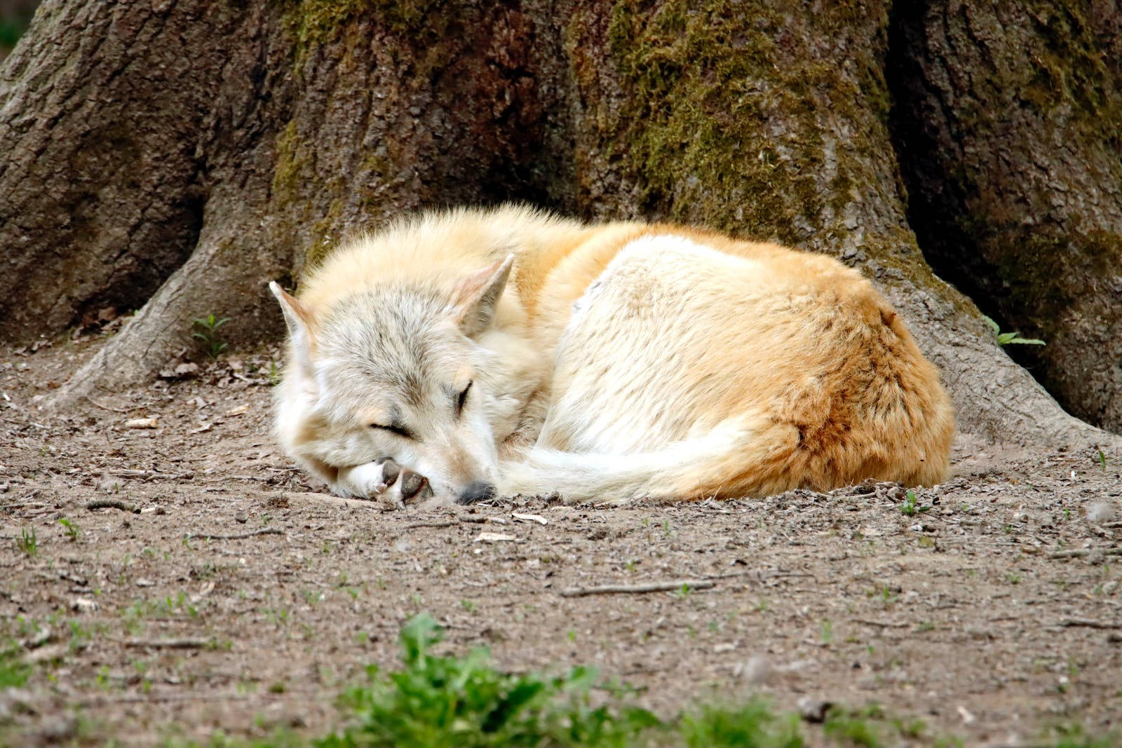 Hd Wolf Sleeping Wallpaper