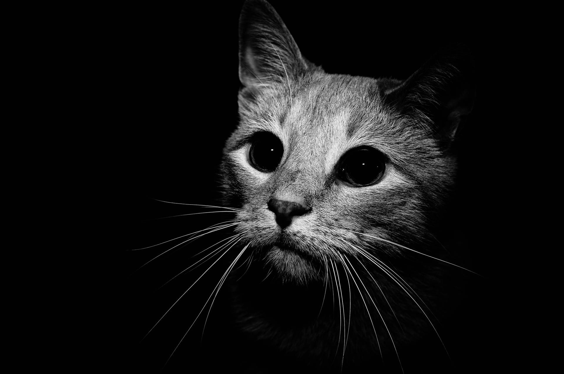 Head Of Black And White Cat Background