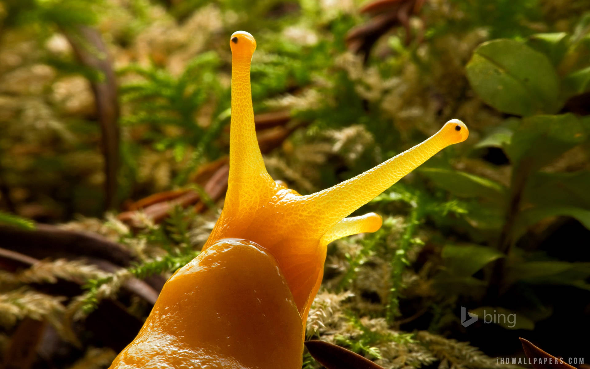 Head Of Yellow Slug