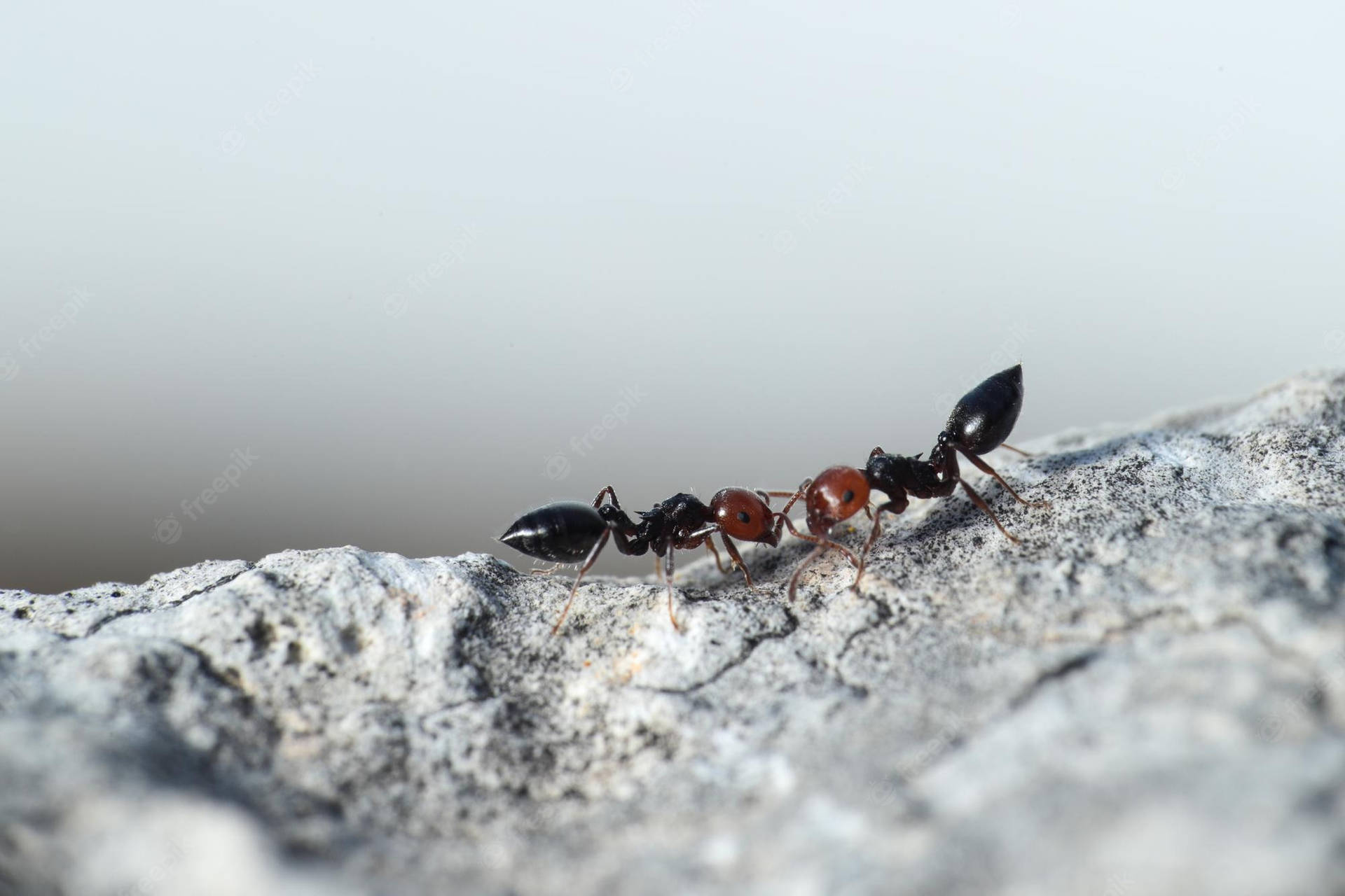 Head To Head Ant Wallpaper