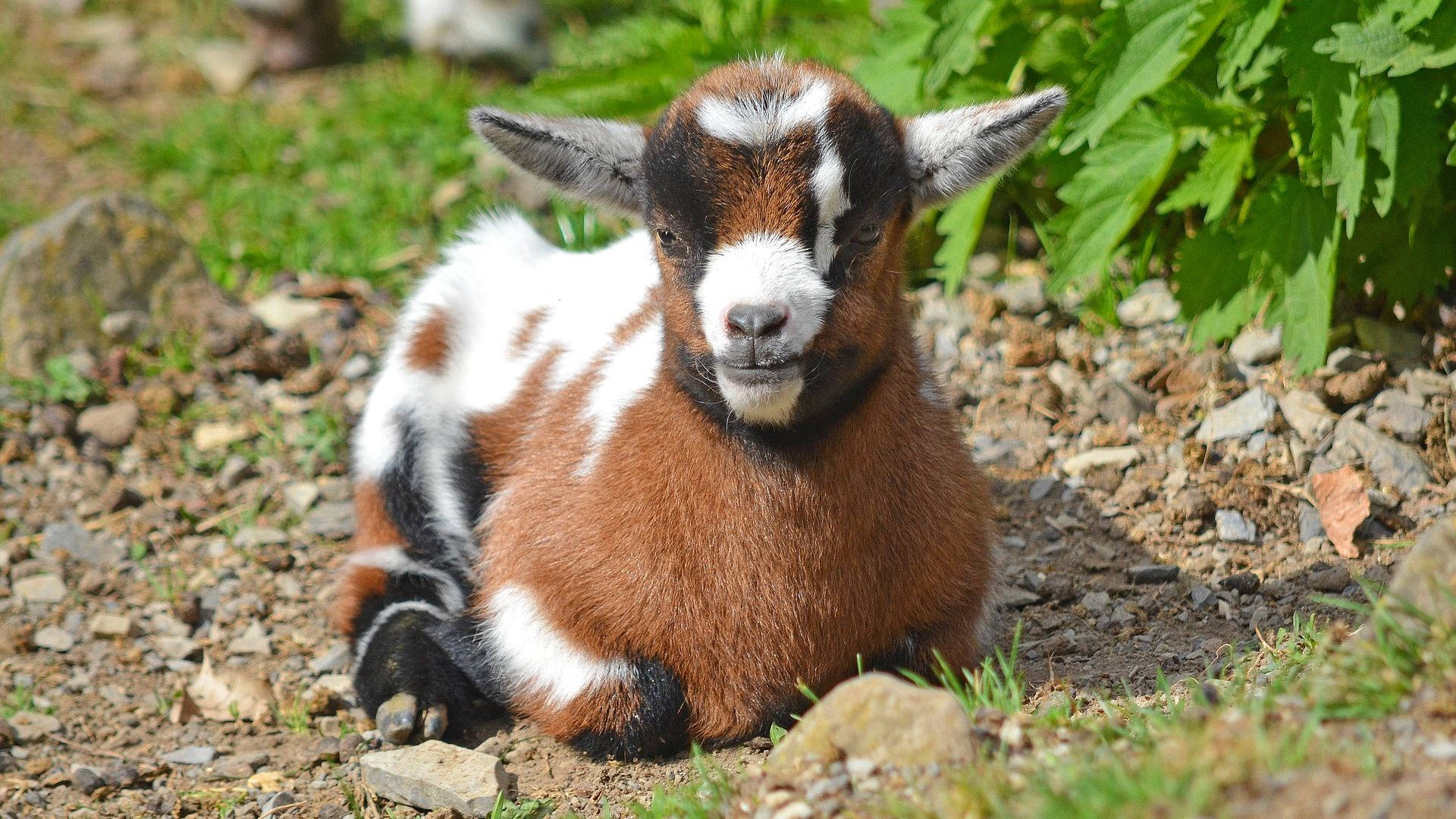 Healthy Baby Goat Sits Wallpaper
