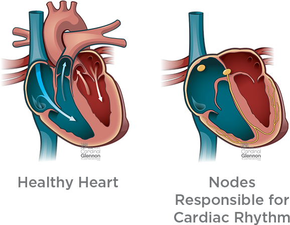 Healthy Heartand Cardiac Rhythm Nodes PNG