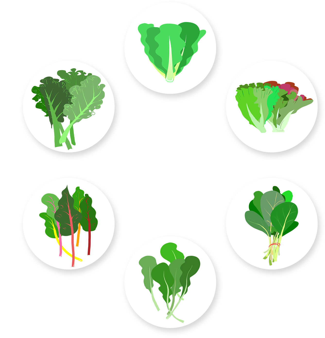 Healthy Leafy Greens Infographic PNG