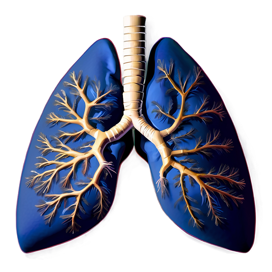 Healthy Lung Image Png Acd30 PNG