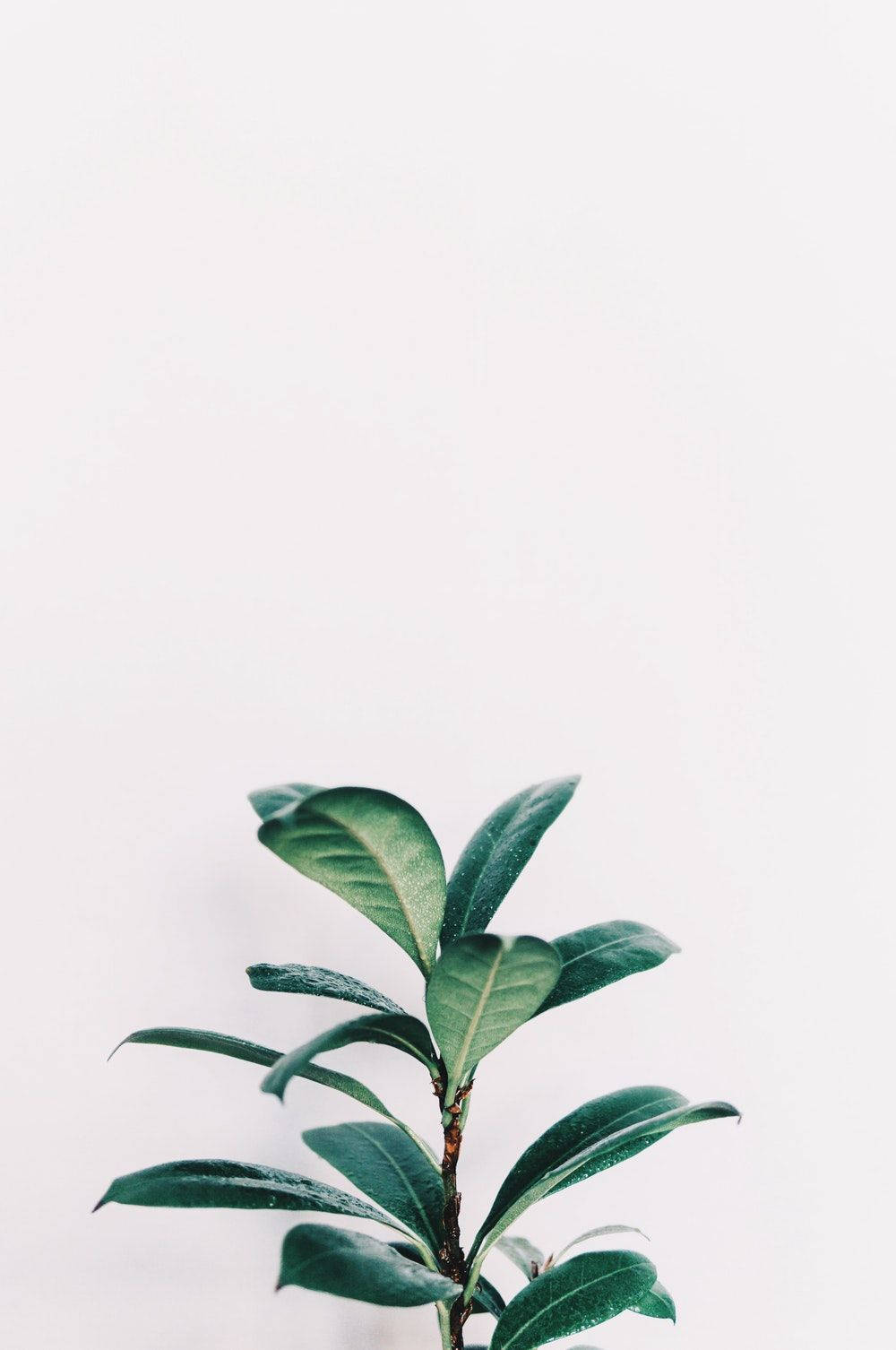 Healthy Plant Green And White Aesthetic Wallpaper
