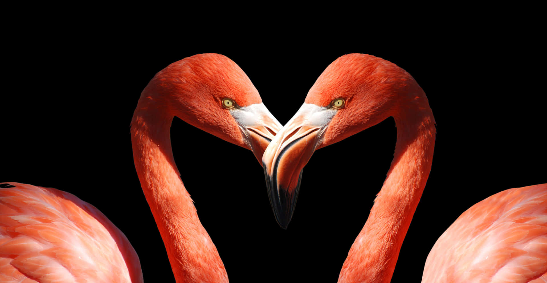 Heart Shaped Flamingo Heads PNG