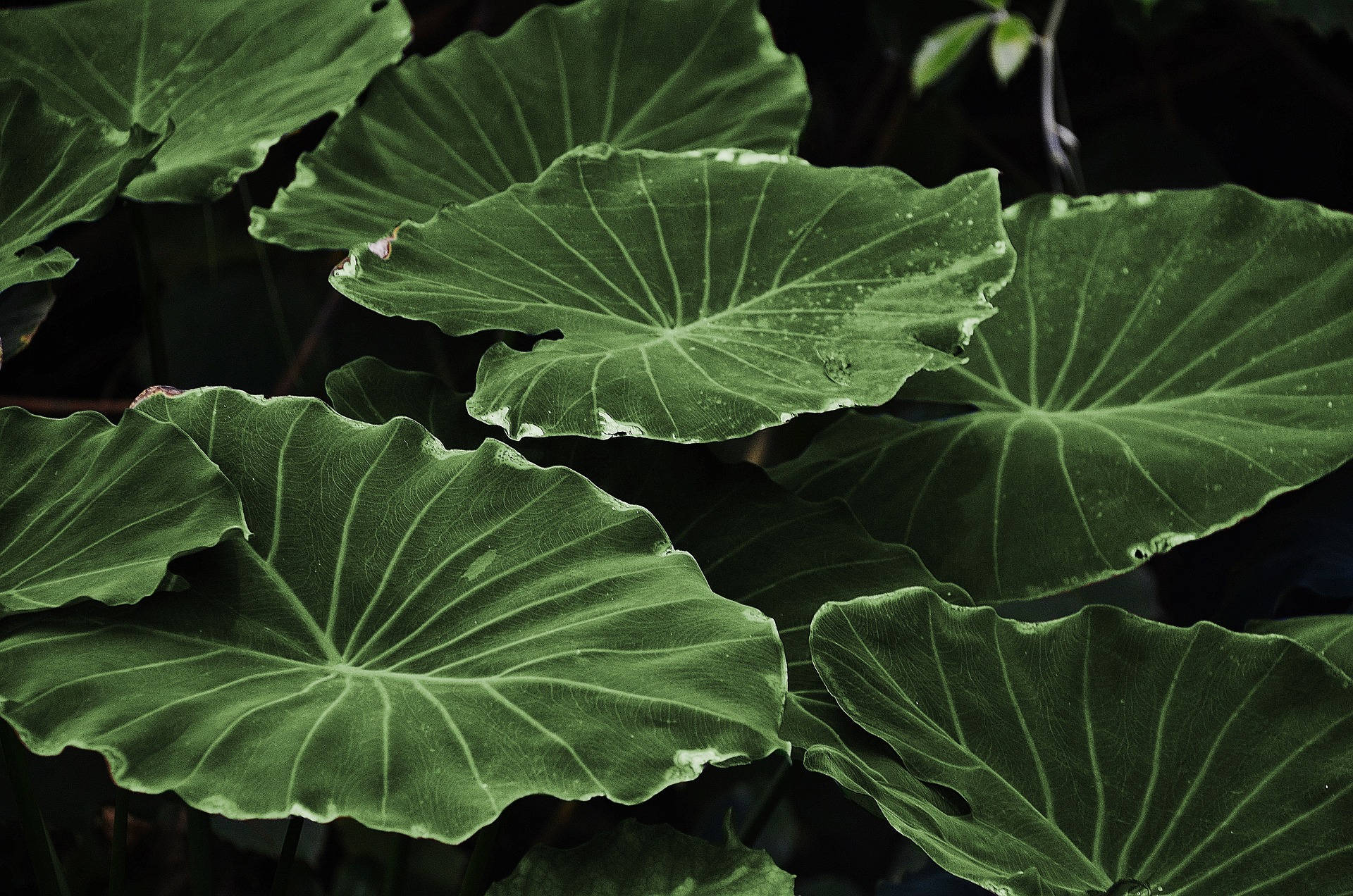 Heart-shaped Leaves Plant Aesthetic Wallpaper