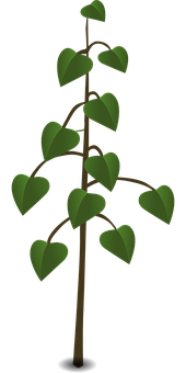 Heart Shaped Leaves Plant Illustration PNG