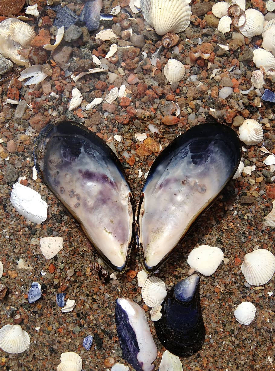 Heart-Shaped Mussel Shells With White Clams Wallpaper