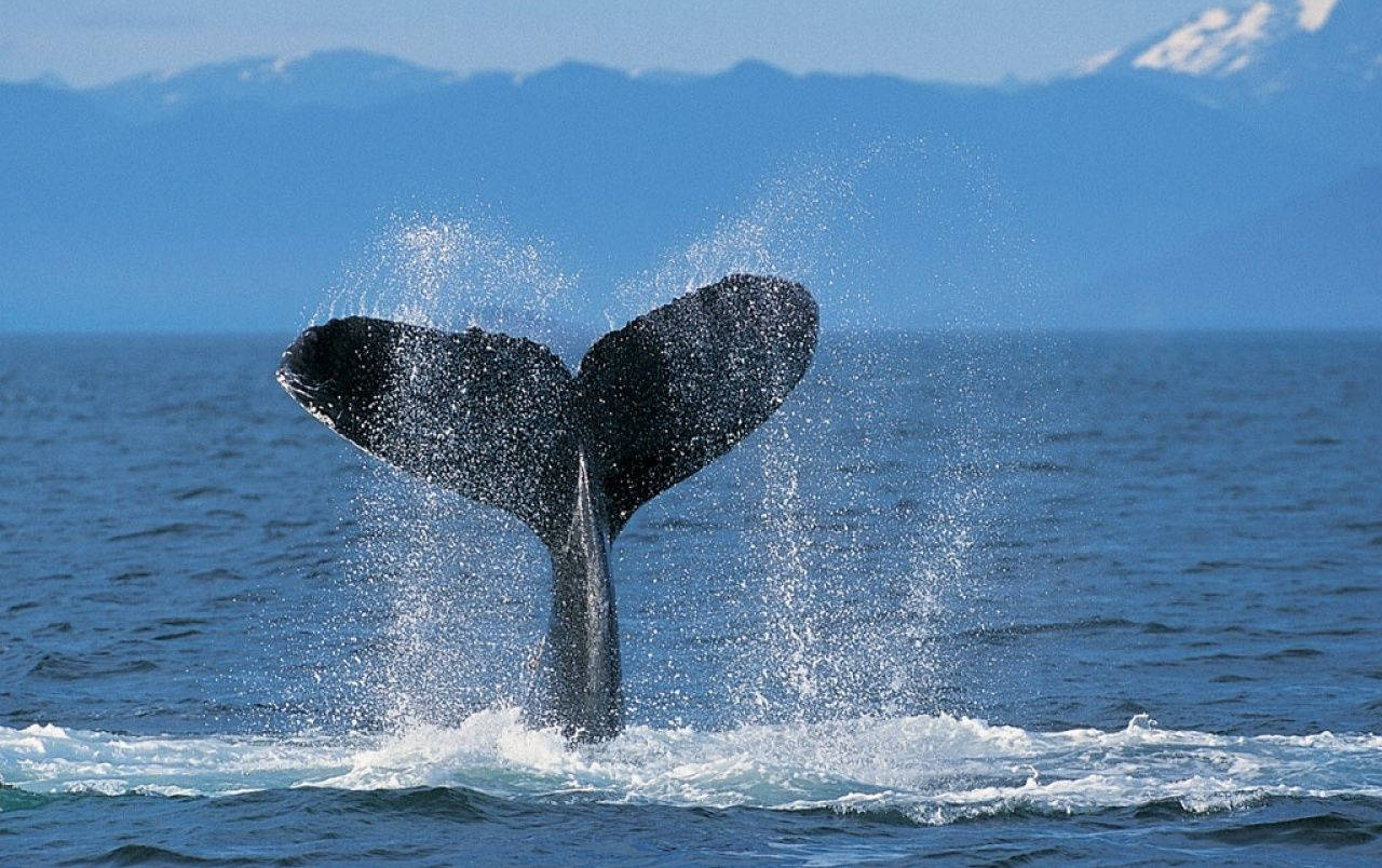 Wallpaper Whale Animals Ocean  TOP Free Download pics