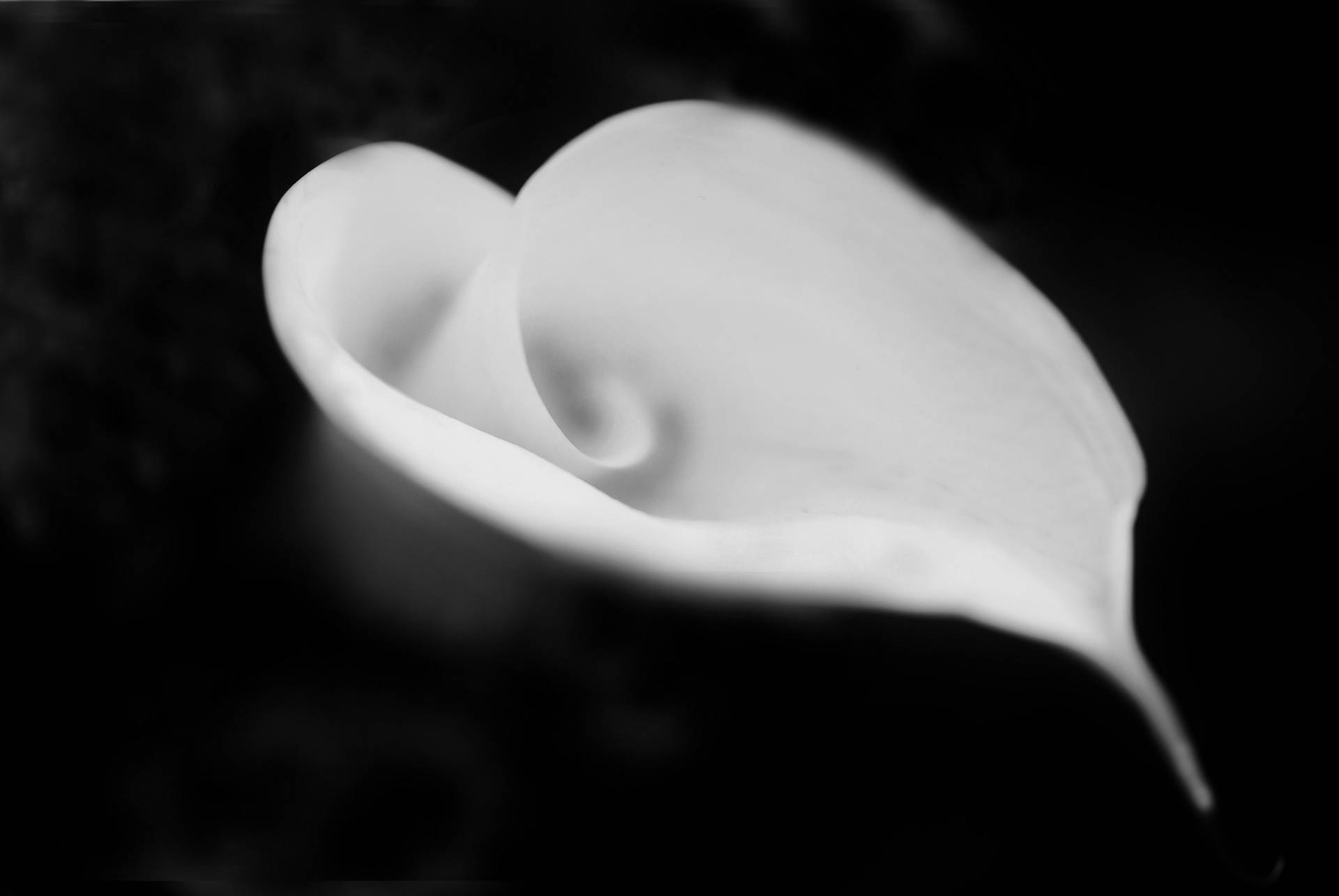Heart-Shaped White Lily Wallpaper