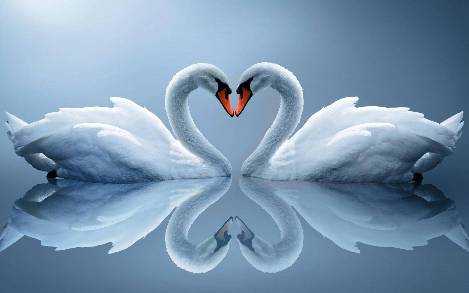 Heart Swans Love Full Hd Wallpaper