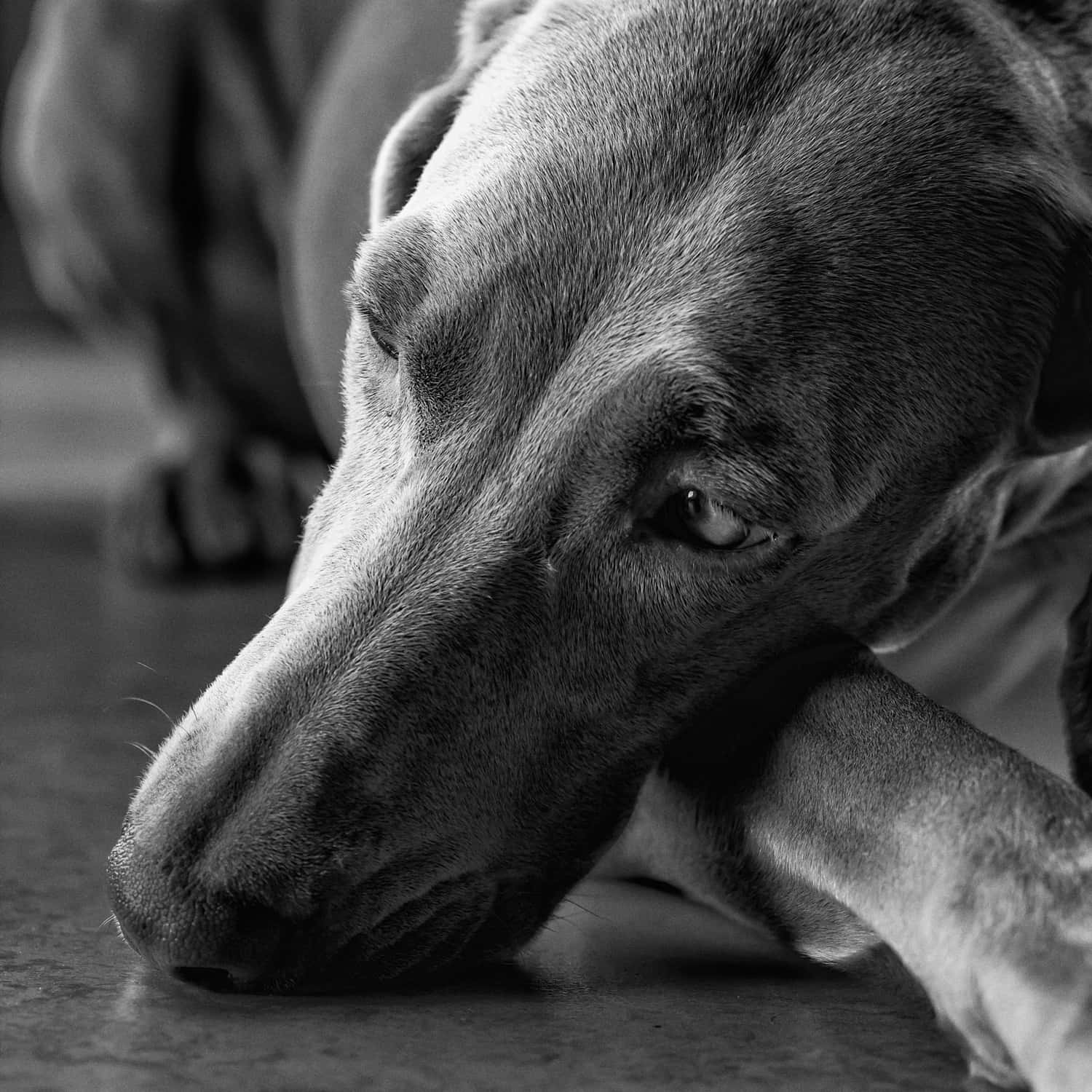 Hartverwarmend Portret Van Een Verdrietige Hond Achtergrond