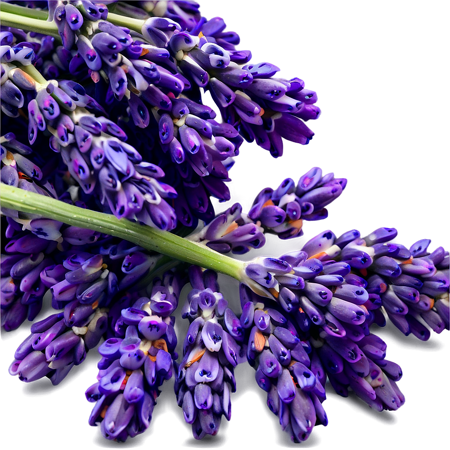 Heartwarming Lavender Png Mob45 PNG