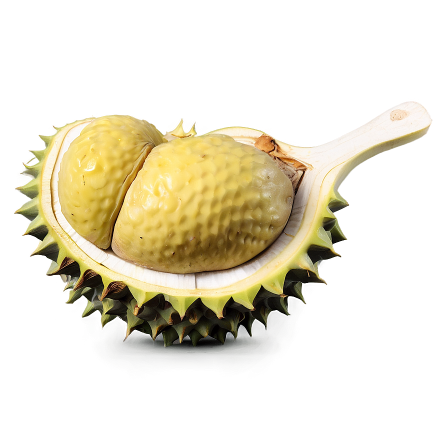 Hearty Durian Png 95 PNG