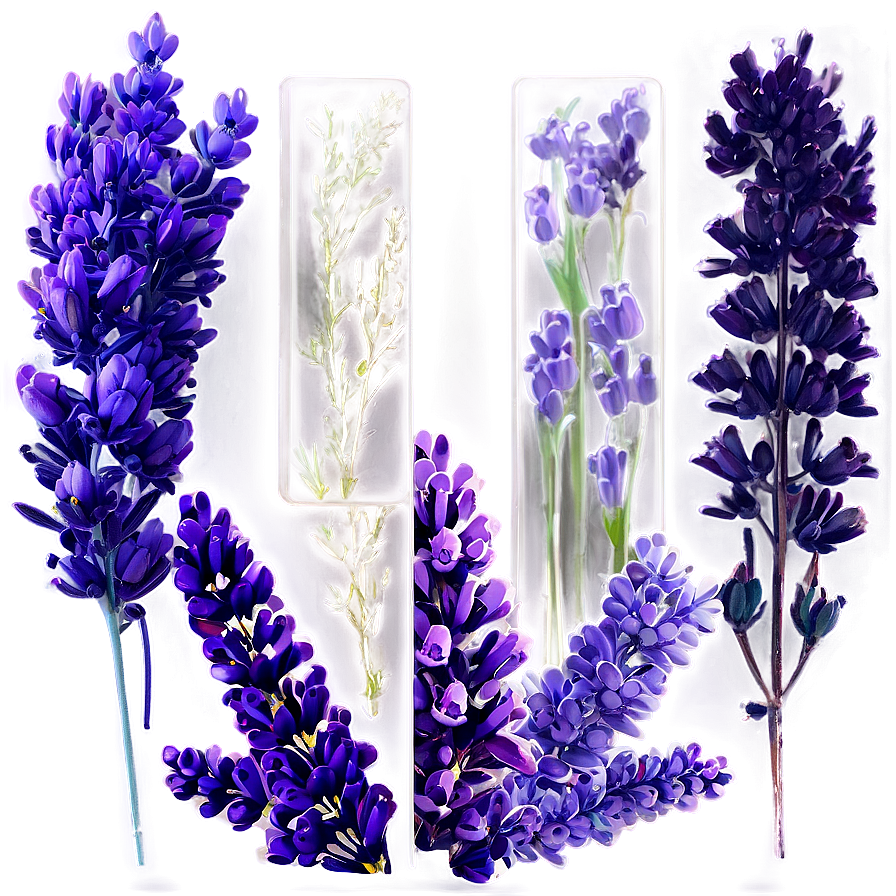 Heather And Lavender Mix Png Dvq61 PNG