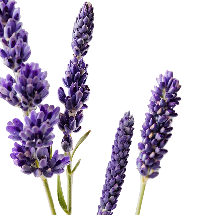 Heather And Lavender Mix Png Eqw PNG