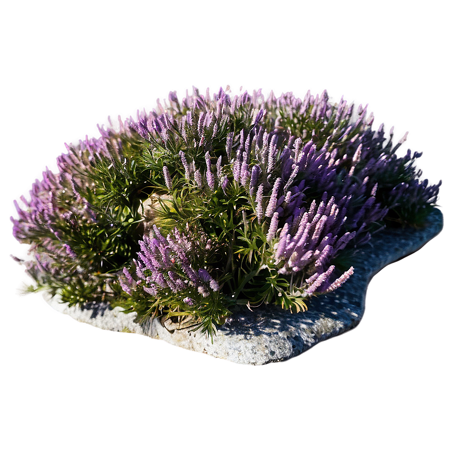 Heather On Rocky Hillside Png Pxy1 PNG