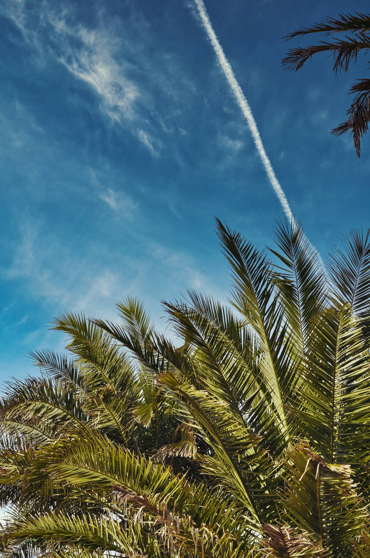 Heaven Of Palm Trees HD Wallpaper