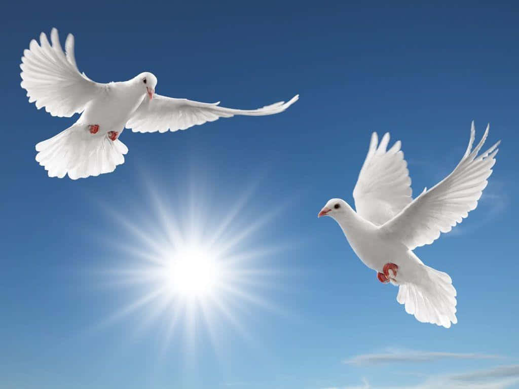Two White Doves Flying In The Sky