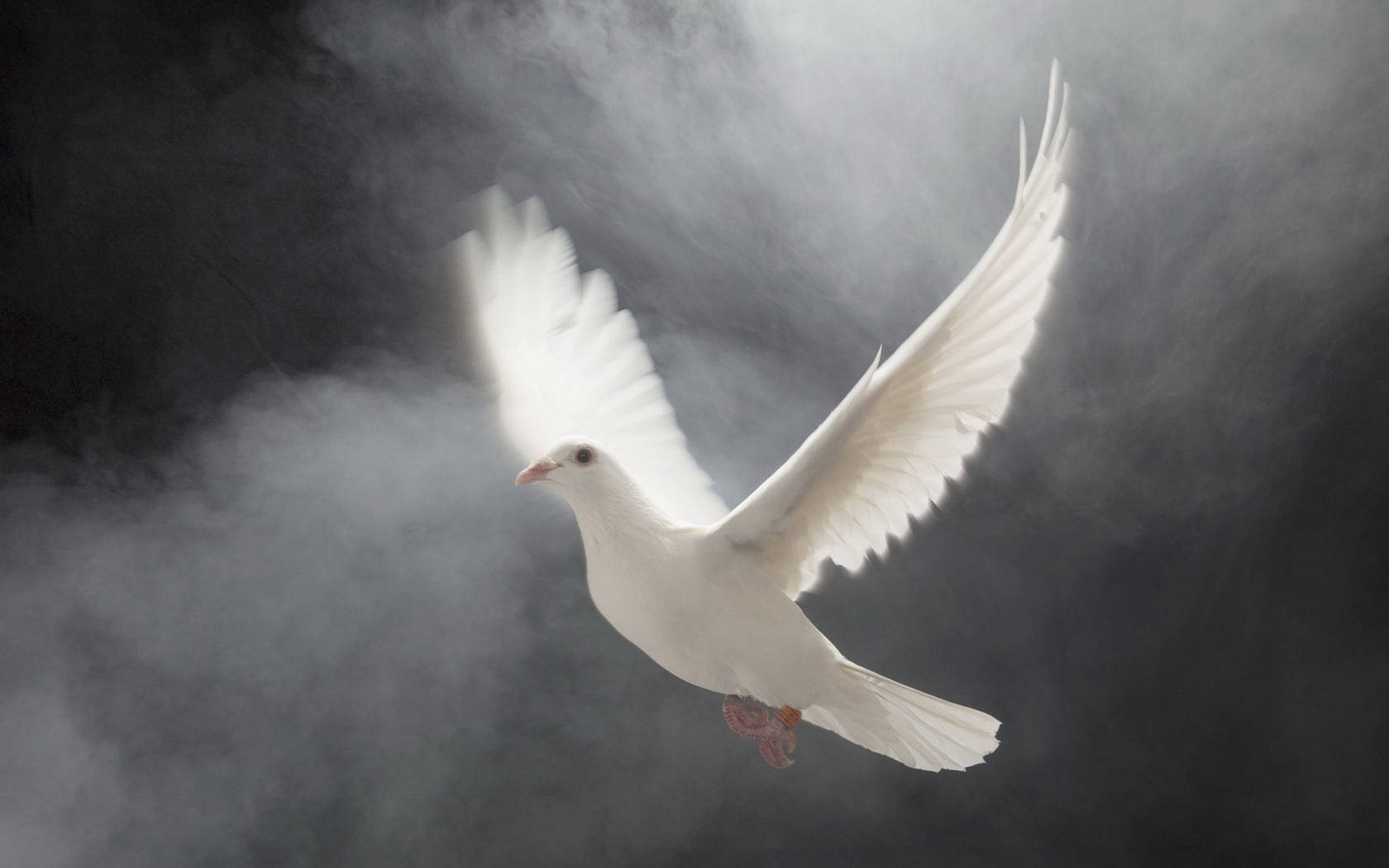 Heavenly White Dove