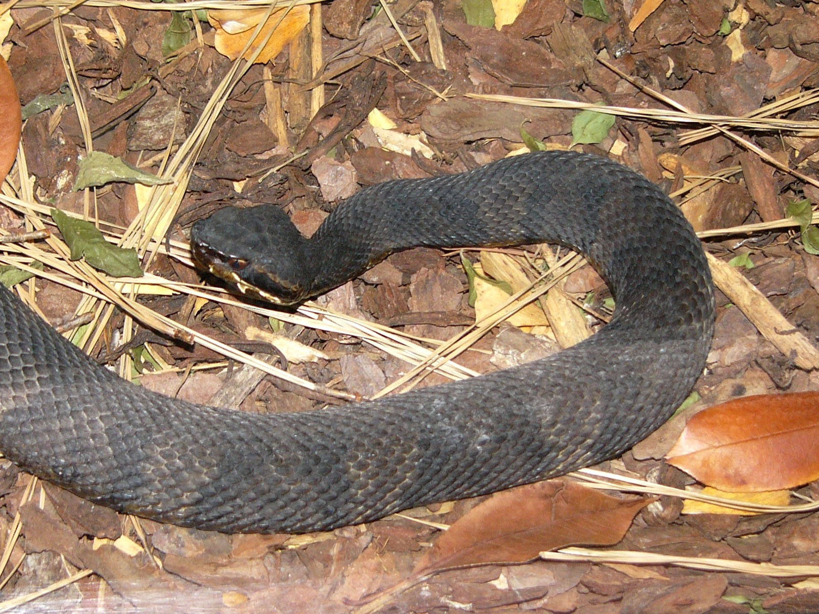 Cuerpopesado De Una Serpiente De Agua Con Algodón Al Norte. Fondo de pantalla