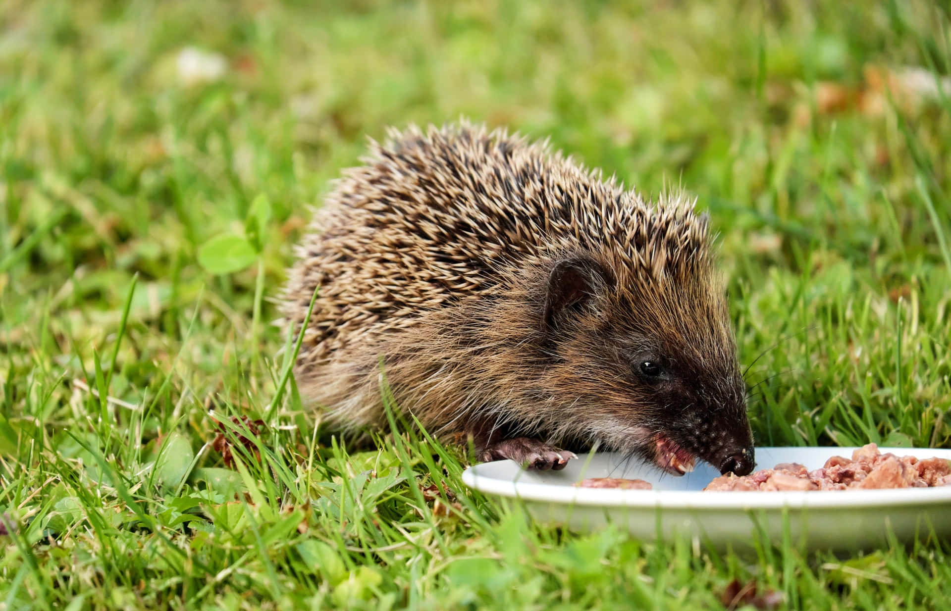 Hungry Hedgehog Pet Food Picture