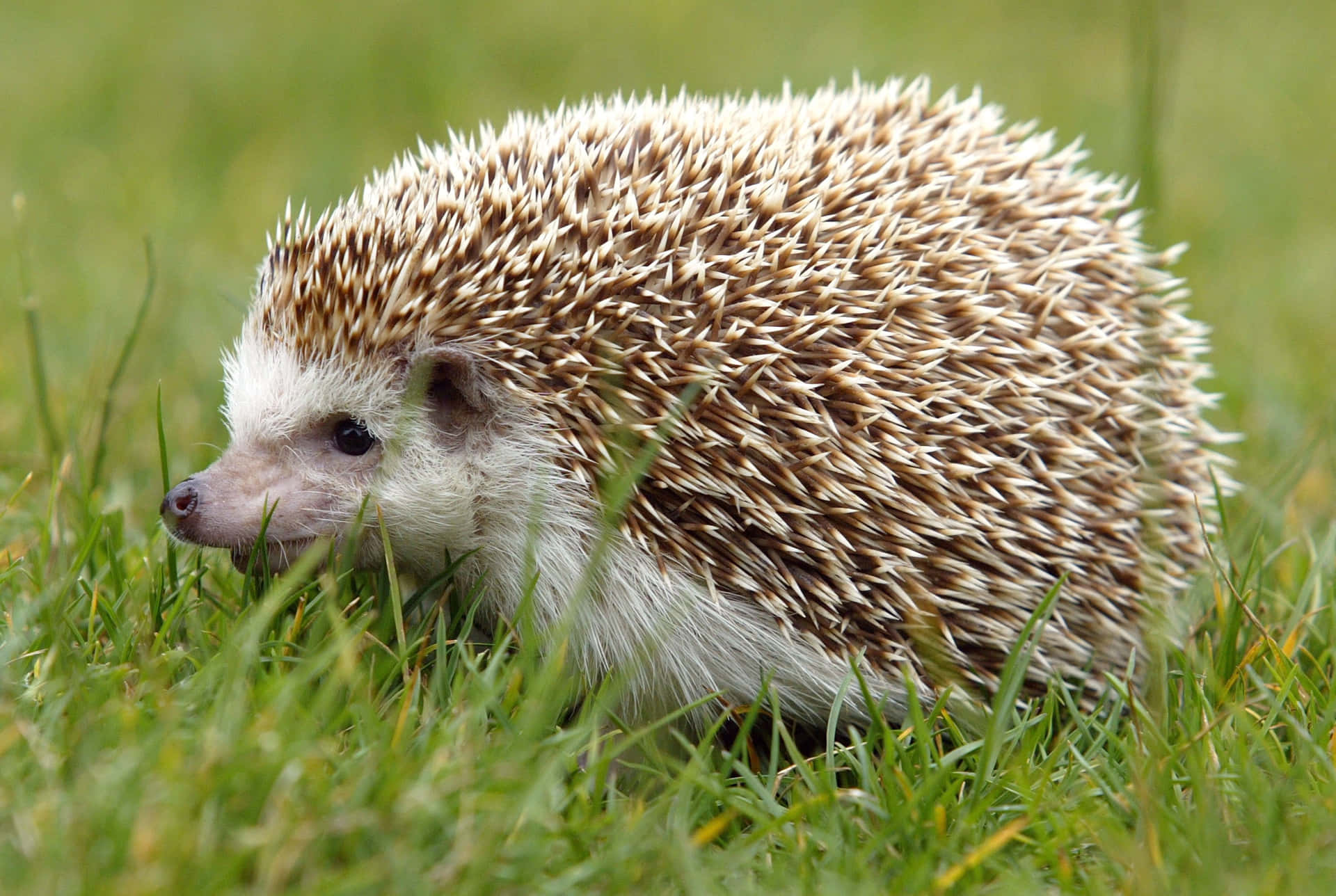 Somali Hedgehog Grass Lawn Picture