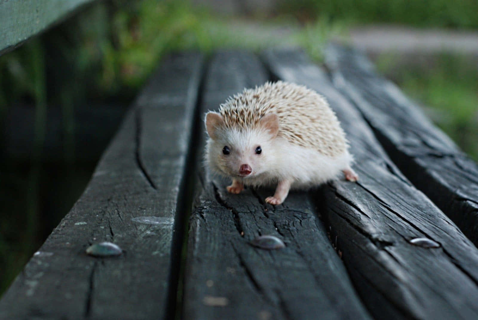 Sneaky Hedgehog Park Bench Picture