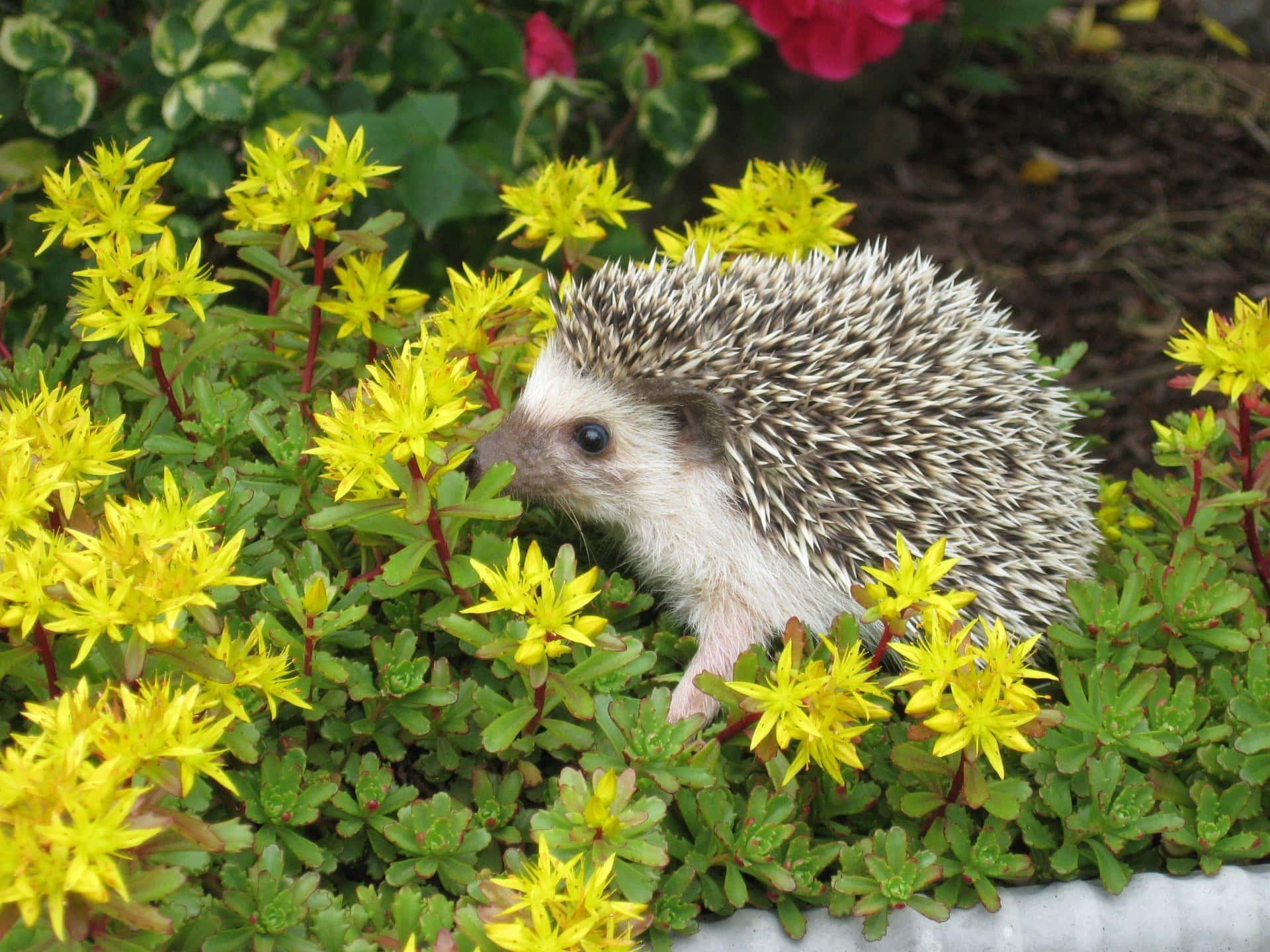 Pet Hedgehog Flowers Garden Picture