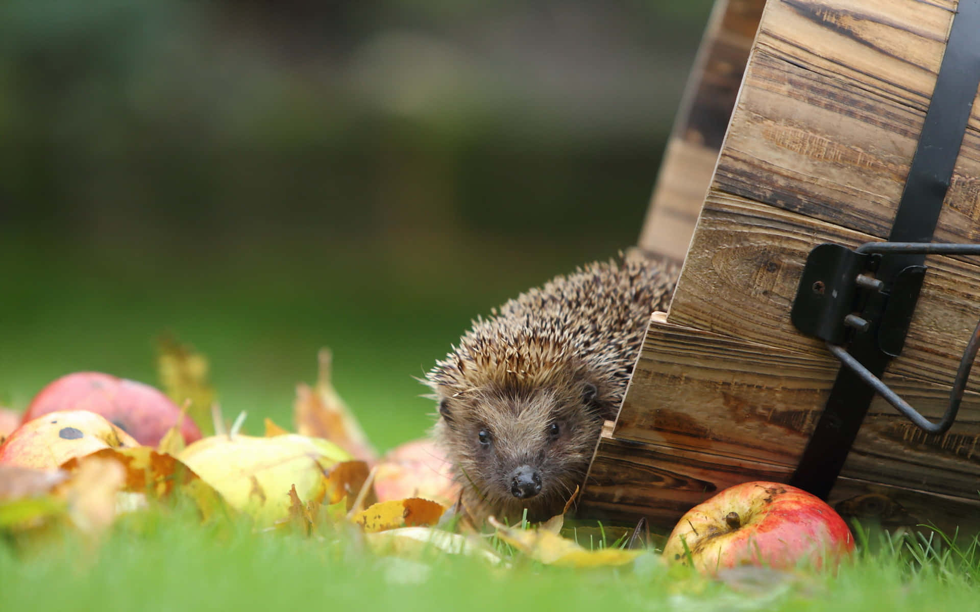 Hedgehog Apples Autumn Leaves Picture