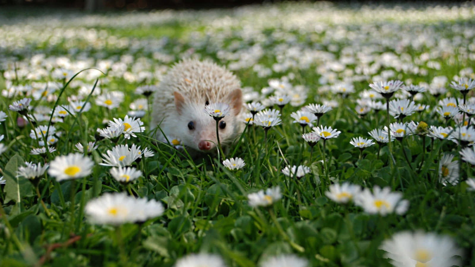 Hedgehog Spring Flowers Picture