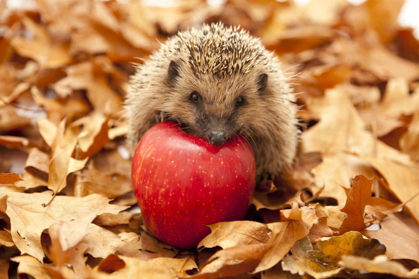 Hedgehog Apple Autumn Aesthetic Picture